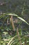 Fringed sedge